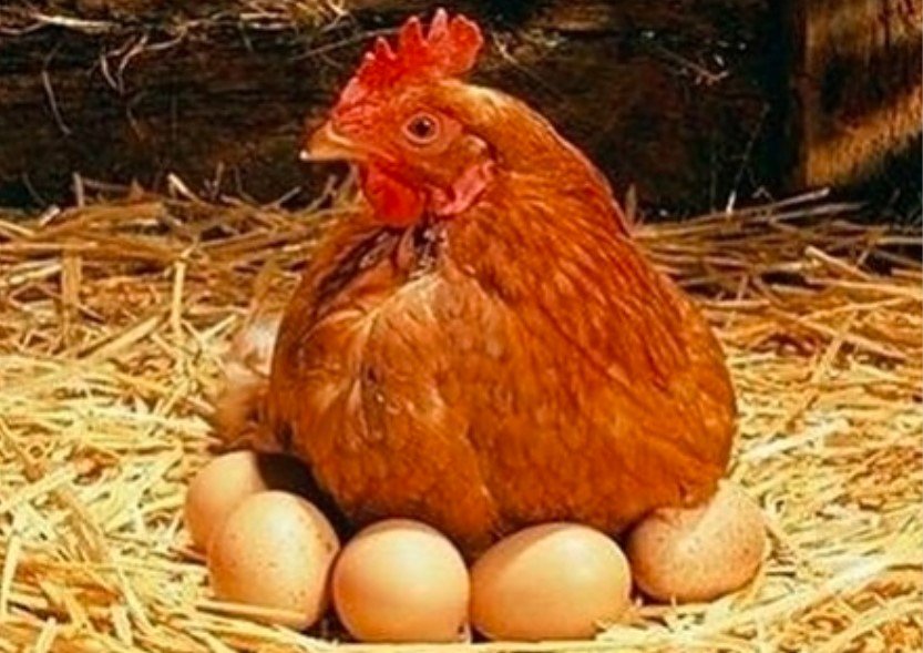 Кокошките снасят по-малко яйца заради местенето на времето?