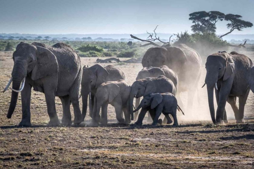 Ботсвана заплаши да прати на Германия 20 000 слона 