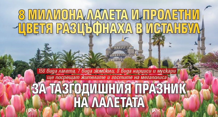 8 милиона лалета и пролетни цветя разцъфнаха в Истанбул за тазгодишния празник на лалетата 