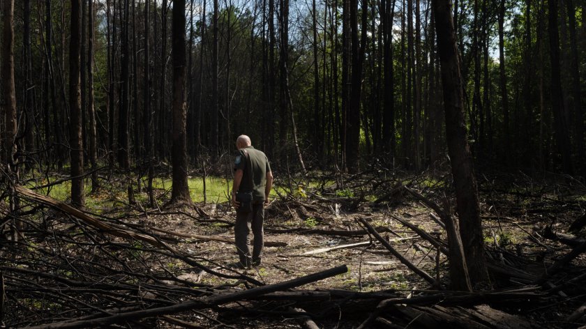 Снимка: Русия е унищожила над 60 хиляди хектара украински гори