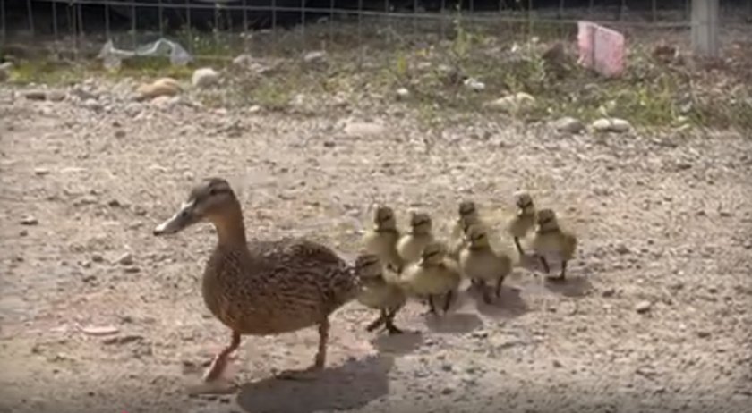 Семейство патки на гости на Нова тв
