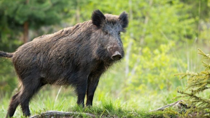 Разпоредиха мерки срещу африканската чума по свинете в Кюстендилско