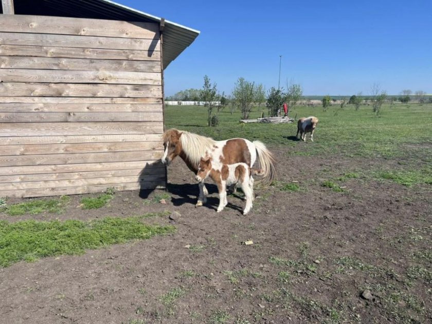 Бейби бум в бургаския зоопарк