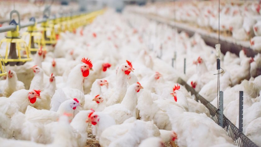 Умъртвяват 25 000 кокошки в поразената от птичи грип ферма до Хасково