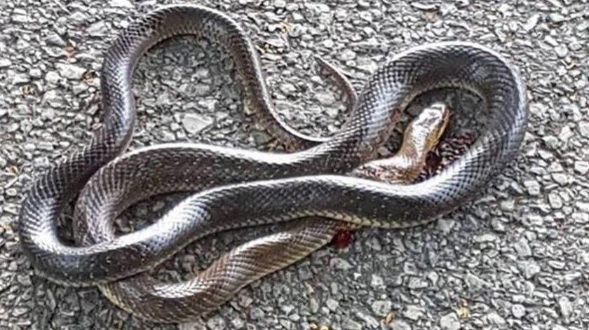 Община Харманли вече има ловец на змии. Кметът Мария Киркова