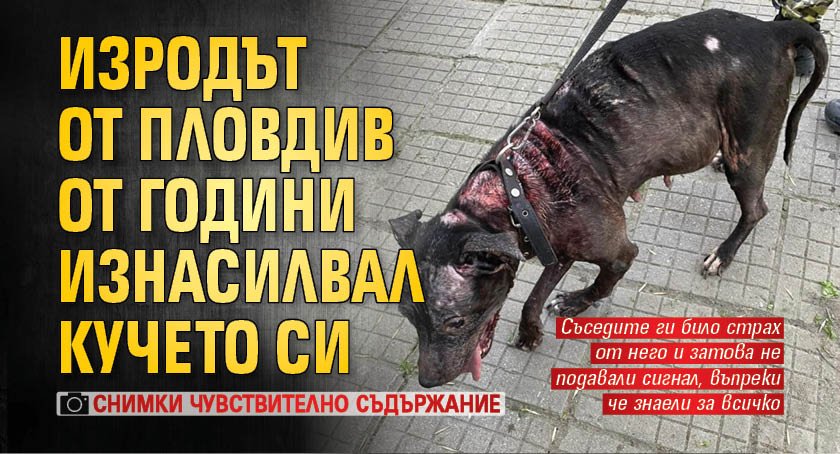 Изродът от Пловдив от години изнасилвал кучето си (Снимки Чувствително съдържание)