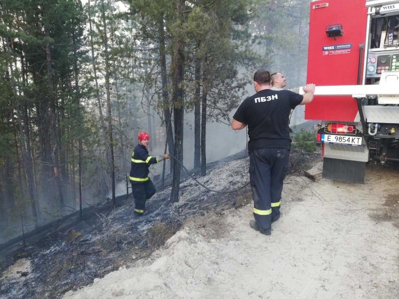 Пожар пламна в борова гора край Белица