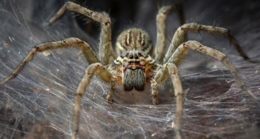 Уелсец превърна дома си в къща на ужасите, за да преодолее страха си от паяци