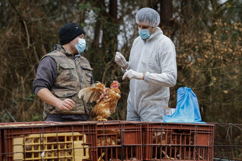 Пренасянето на вируса на птичия грип H5N1 върху хора е повод за