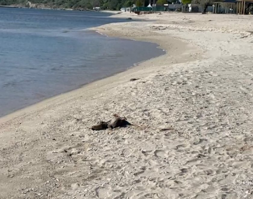 Мъртви делфини лежат от дни на плажа в Кранево