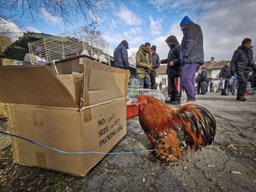 Затварят пазарите за птици в Монтанско заради птичия грип