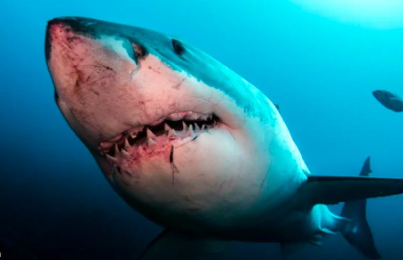 64-годишен британец е тежко ранен след нападение от акула. Иницентът става