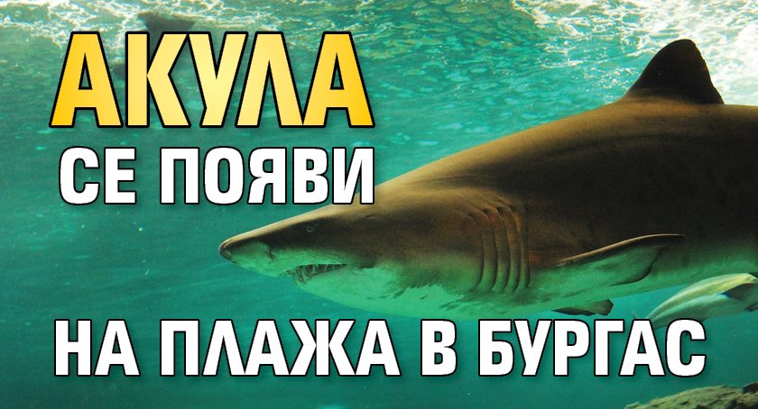 Малка черноморска акула се появи на бургаския плаж. Морският обитател