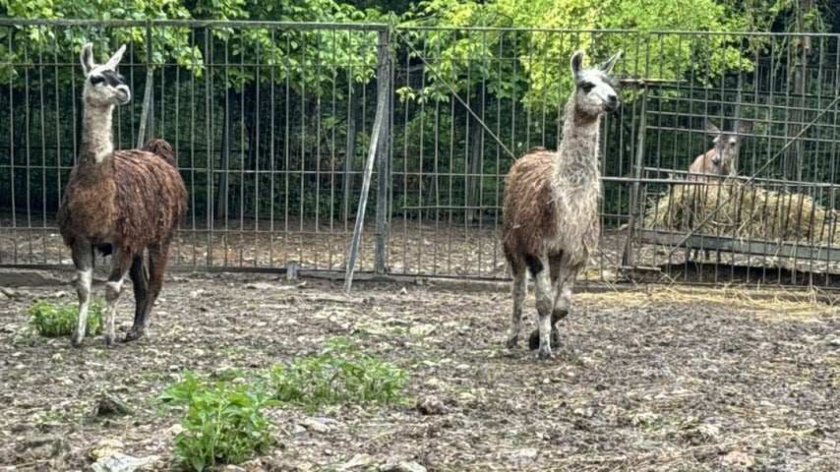 Симпатични гости“ от зоопарка в Стара Загора пристигнаха в плевенския