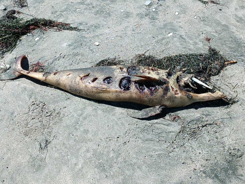 Морето изхвърли мъртъв малък делфин на плажа в Бургас. Трупът