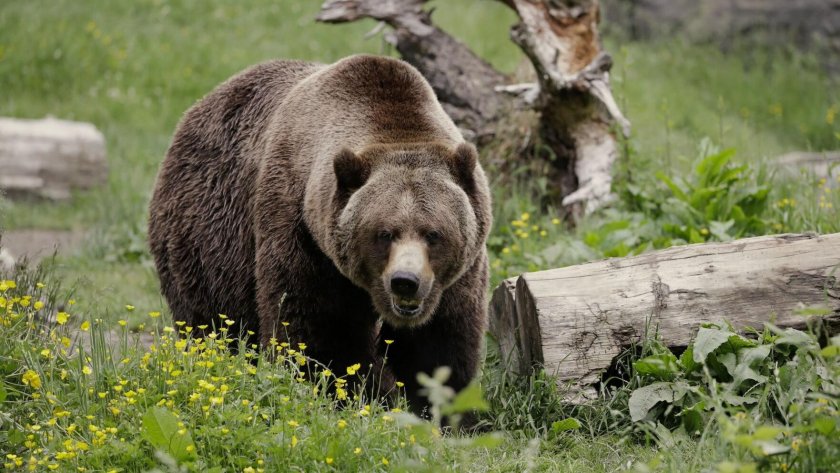 36-годишен мъж пострада тежко, след като бе нападнат от мечка
