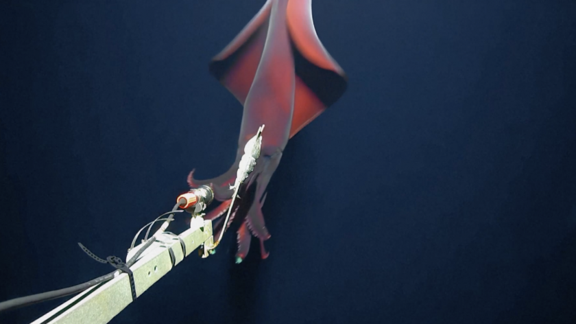 Учени заснеха рядка светеща дълбоководна сепия.На кадри, направени по-рано този