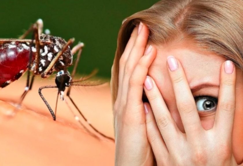 Комарите могат да бъдат по-опасни от кърлежите. Това коментира по