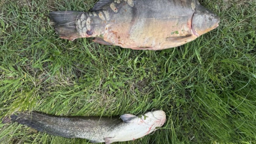 В Монтанско заловиха трима рибари, извършвали бракониерски улов.Нарушителите на забраната