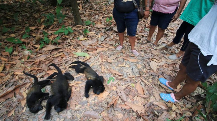 Маймуни падат мъртви от дърветата заради жегата в Мексико 