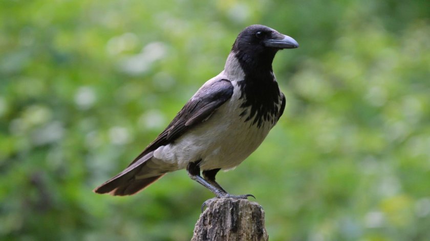 Враните вече са известни като едни от най-интелигентните животни в