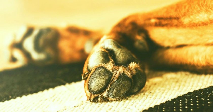 Откриха мъртво куче в Кърджалийско