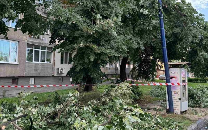 Силна буря събори няколко дървета в Пазарджик