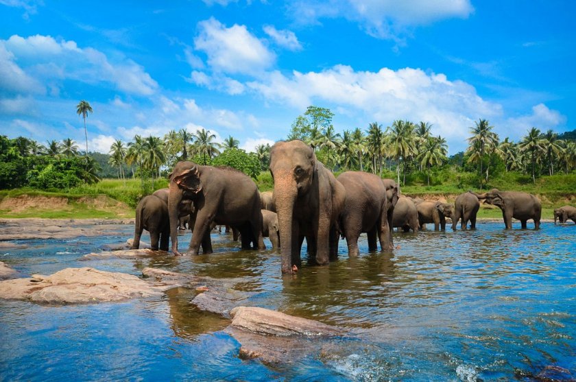 Седем слончета се удавиха в Шри Ланка