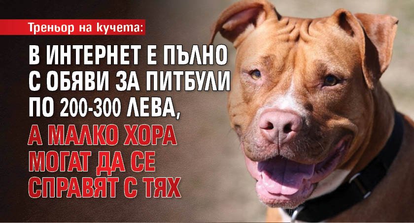 Треньор на кучета: В интернет е пълно с обяви за питбули по 200-300 лева, а малко хора могат да се справят с тях