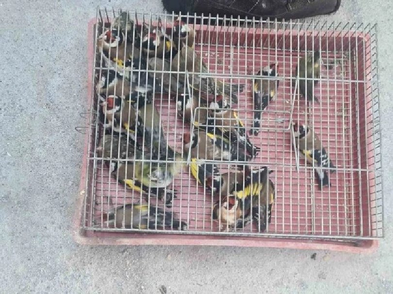 Арестуваха мъж заради престъпление с пойни птици