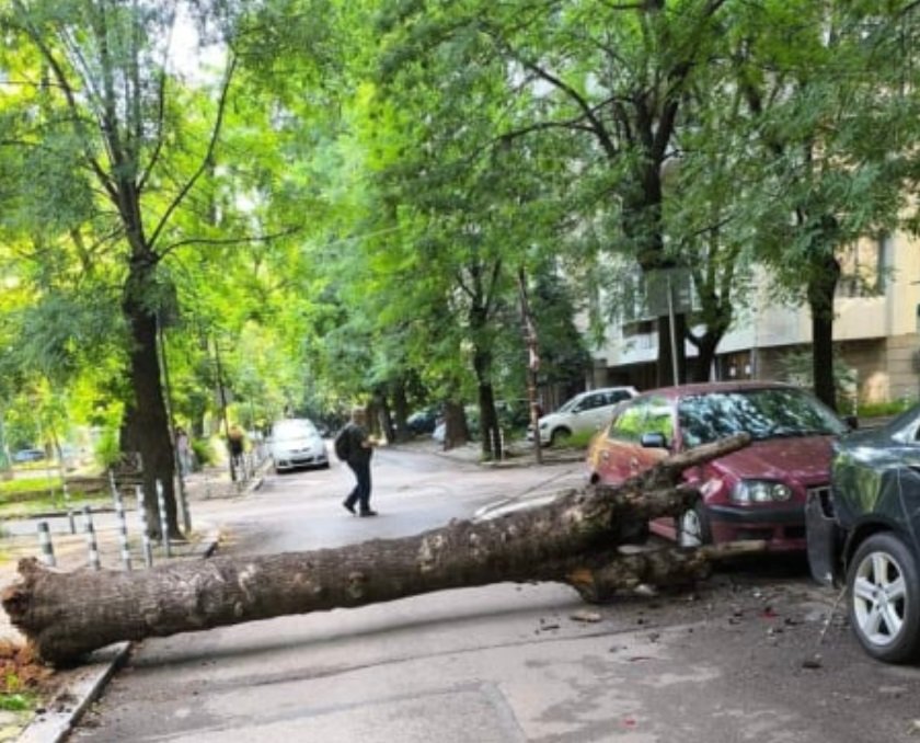 Окастрено дърво едва не уби човек на пъпа на София