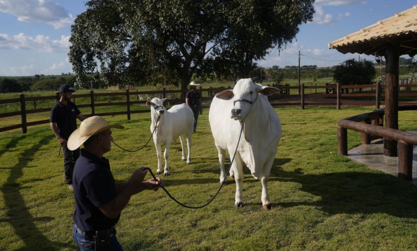 Ето я Виатина Мара Мовейс - най-скъпата крава в света
