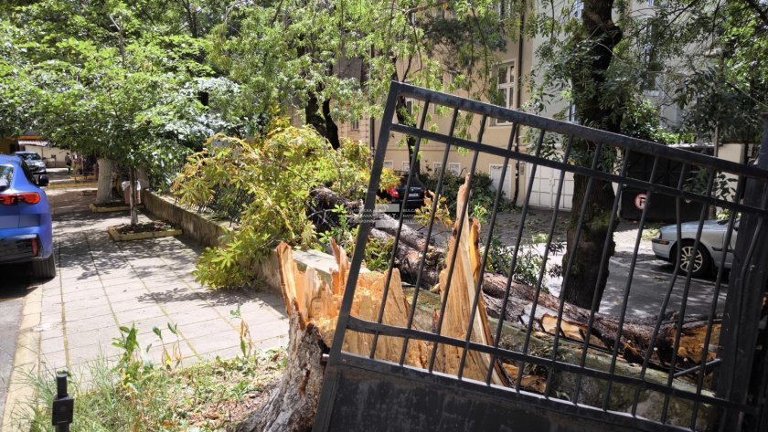 Дърво падна пред столичната болница Шейново. Причината е разразилата се буря