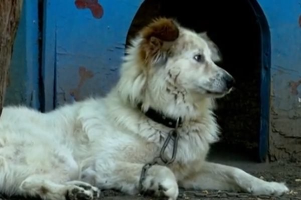 Кучета задържаха наркодилър в психиатрията в Раднево