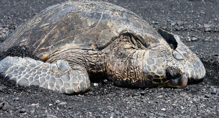 Почина уникална 90-годишна костенурка