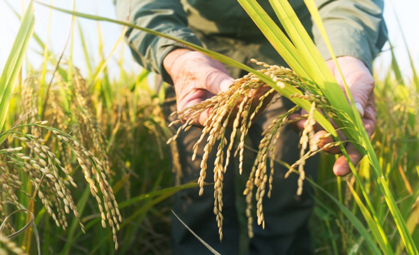 Вандали изкорениха поле с ГМО ориз