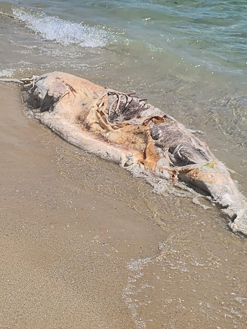 В групата Варна във Фейсбук, граждани пуснаха снимки от Южен