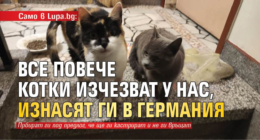 Само в Lupa.bg: Все повече котки изчезват у нас, изнасят ги в Германия