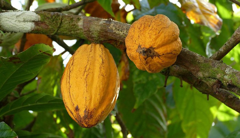 Производството на какао в Гана се срина наполовина