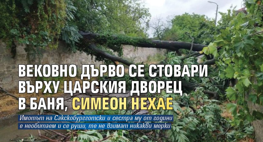 Вековно дърво се стовари върху царския дворец в Баня, Симеон нехае