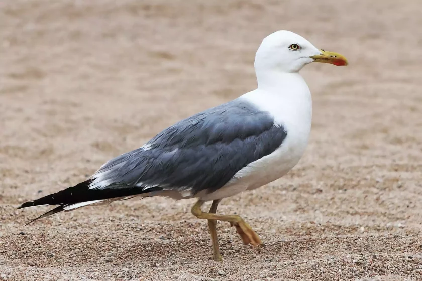Млад мъж беше арестуван след като обезглави чайка на публично