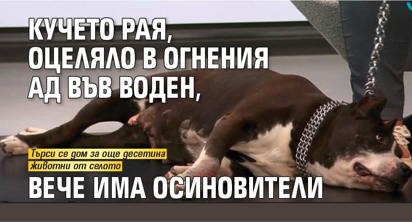 Кучето Рая, оцеляло в огнения ад във Воден, вече има осиновители