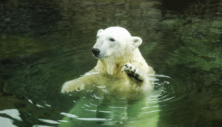 След игра: Полярна мечка се удави в зоопарк 