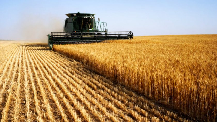 Васил Симов: Цените ще паднат заради рекордното количество пшеница и царевица