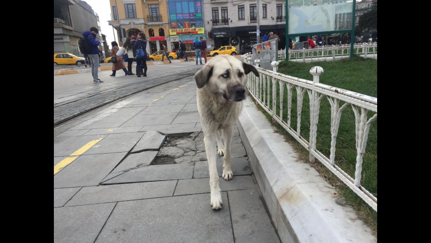Турция одобри спорен закон за бездомните кучета