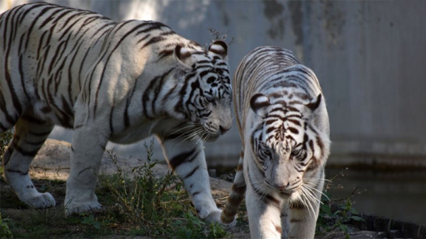 Какво празнуват бенгалските тигри Киафа и Нарцис в столичния зоопарк?