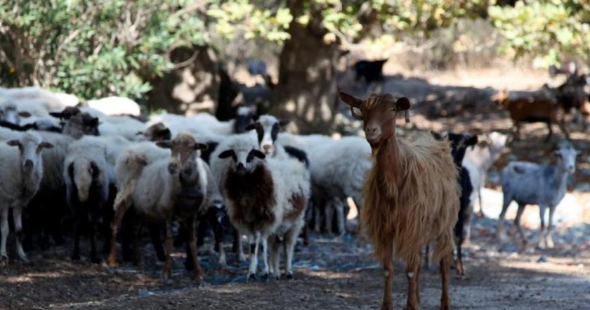 Заради чума: Гърция забрани транспорта на овце и кози в цялата страна