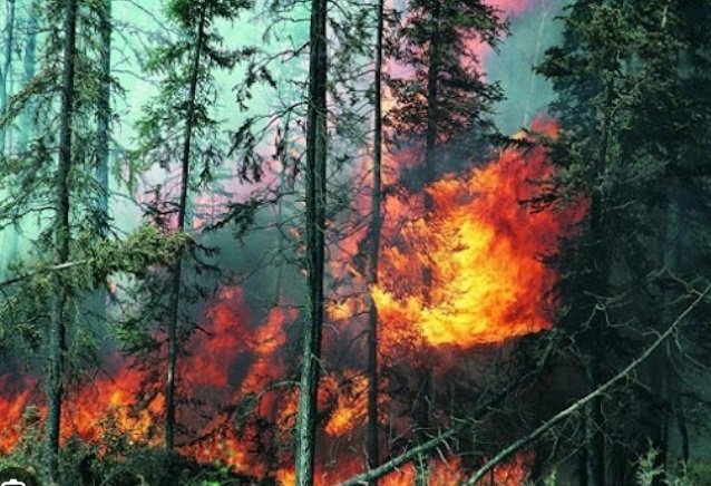 Пожар подпали борова гора край Вършец 