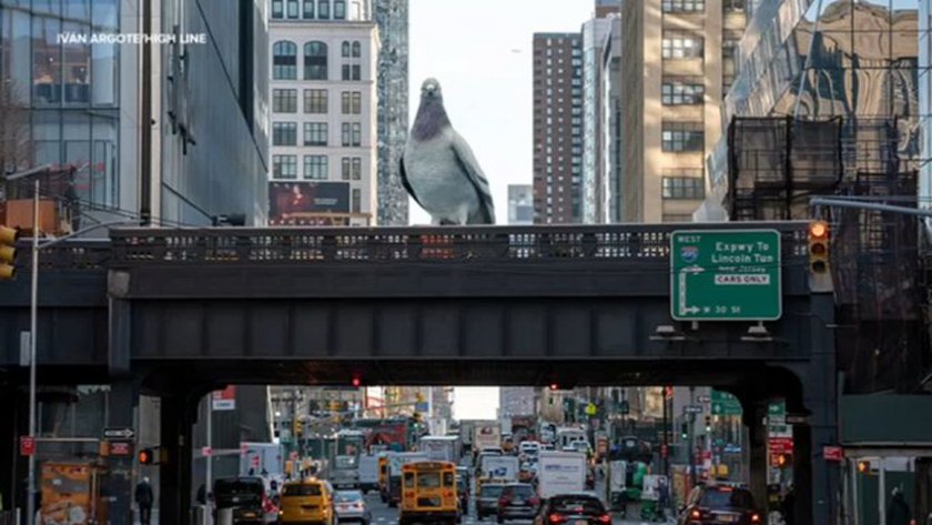 Гигантски гълъб кацна в западен Ню Йорк