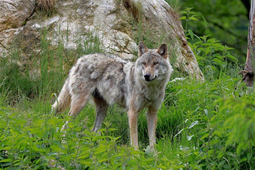Забраниха на родители разходки с децата заради вълци